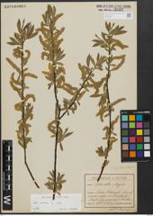 Foto von Salix alba subsp. alba L.